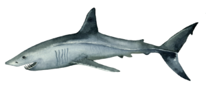 Mako Shark Self Adhesive Sticker