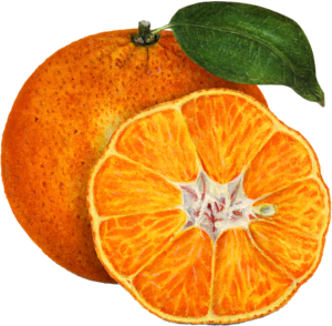 Orange Fruit Food Self Adhesive Vinyl Sticker