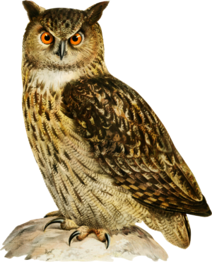 Owl Bird of Prey Self Adhesive Sticker