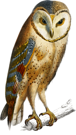 Owl Bird of Prey Self Adhesive Sticker