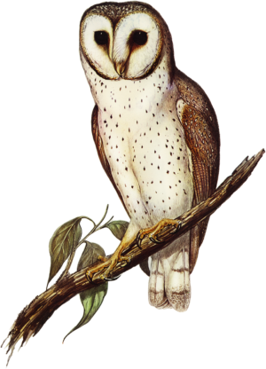 Owl Bird of Prey Self Adhesive Sticker