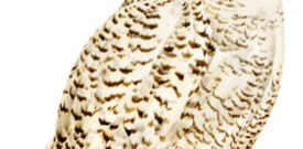 Owl Self Adhesive Vinyl Sticker