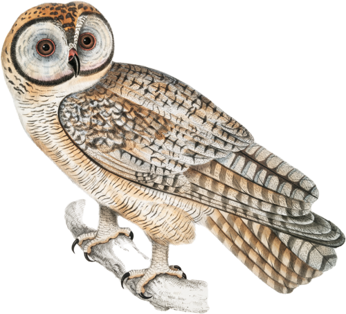 Owl Self Adhesive Vinyl Sticker