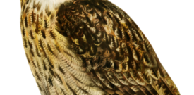 Owl Self Adhesive Vinyl Sticker