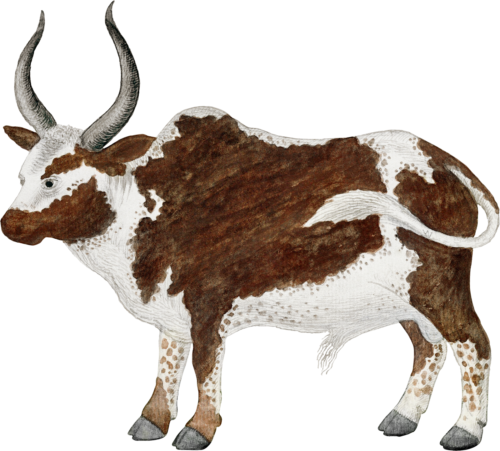 Ox Self Adhesive Vinyl Sticker