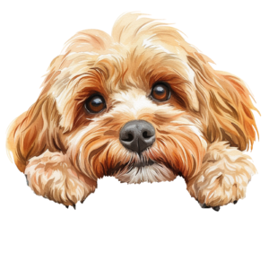 Peeking Cockapoo Peek A Boo Self Adhesive Sticker