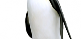 Penguin Sticker Self Adhesive Vinyl