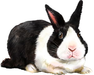 Rabbit Bunny Animal Self Adhesive Sticker