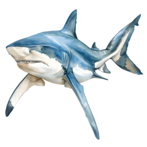 Shark Self Adhesive Sticker