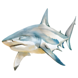 Shark Self Adhesive Sticker