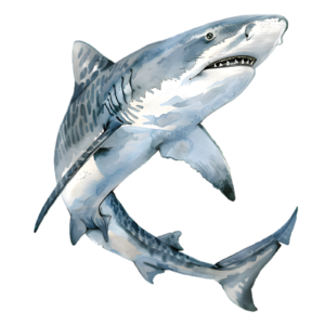 Shark Self Adhesive Sticker