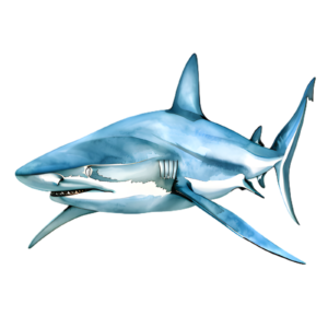 Shark Self Adhesive Sticker