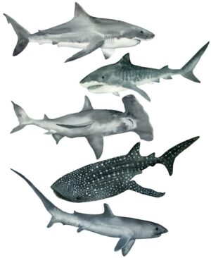 Shark Self Adhesive Wall Sticker