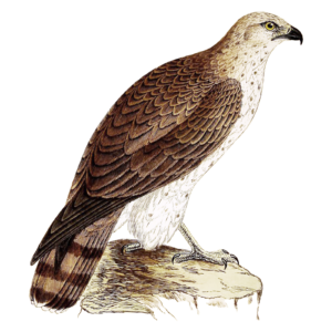 Short Toed Eagle Bird of Prey Self Adhesive Vinyl Sticker