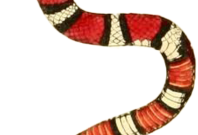 Snake Self Adhesive Vinyl Sticker