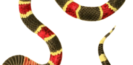 Snake Self Adhesive Vinyl Sticker