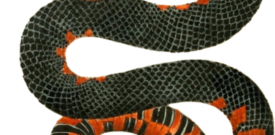 Snake Self Adhesive Vinyl Sticker