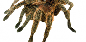 Spider Vinyl Wall Sticker Self Adhesive Vinyl