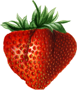 Strawberry Fruit Food Self Adhesive Vinyl Sticker