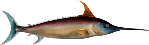 Sword Fish Self Adhesive Vinyl Sticker