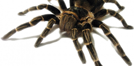 Tarantula Spider Vinyl Wall Sticker