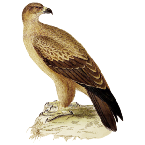 Tawny Eagle Bird of Prey Self Adhesive Vinyl Sticker