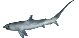 Thresher Shark Self Adhesive Sticker