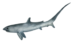 Thresher Shark Self Adhesive Sticker