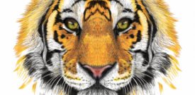 Tiger Self Adhesive Vinyl Sticker