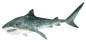 Tiger Shark Self Adhesive Sticker