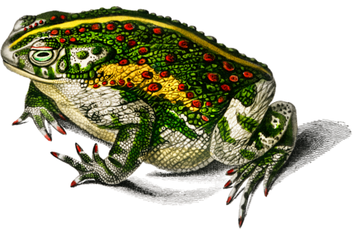 Toad Self Adhesive Vinyl Sticker