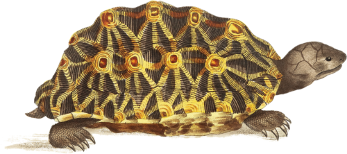 Tortoise Self Adhesive Vinyl Sticker