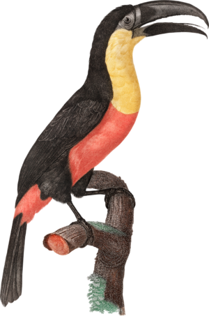 Toucan Bird Self Adhesive Sticker