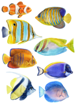 Tropical Fish Nemo Clown Fish Aquatics Self Adhesive Wall Sticker
