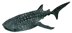 Whale Shark Self Adhesive Sticker