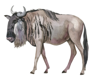 Wildebeest Wildebeast Safari Animal Self Adhesive Sticker
