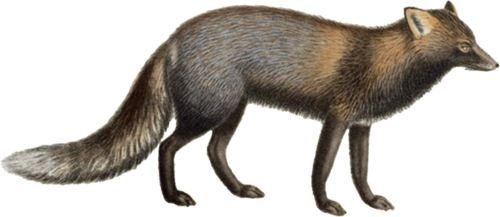 Wolf Self Adhesive Vinyl Sticker