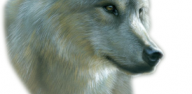 Wolf Wall Sticker Decal Vinyl Self Adhesive