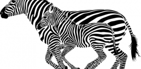 Zebra Safari Animal Self Adhesive Vinyl Sticker